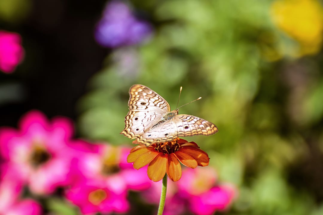 Sunbridge (Heron Bay) — Monarch Butterfly Garden (National Wildlife Federation)